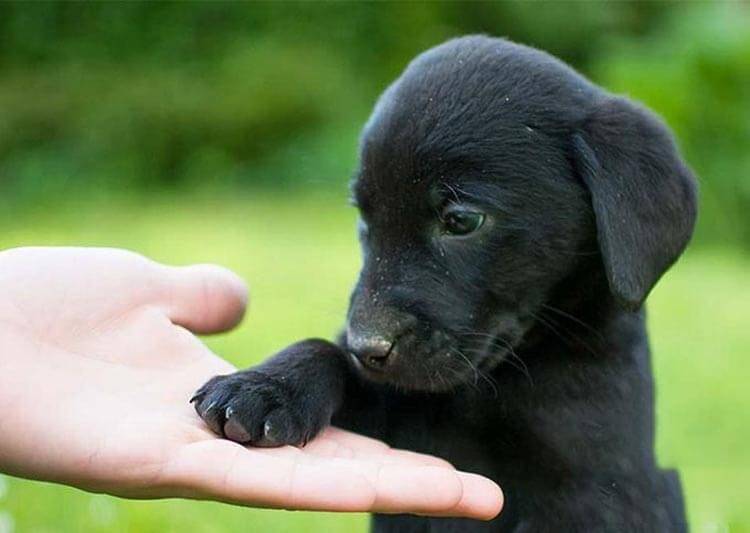 Mơ thấy chó đen đánh con số gì?