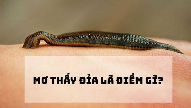Giấc mơ thấy đỉa mang lại điềm báo gì?